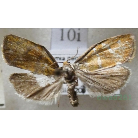 Ptycholoma lecheana (Linnaeus, 1758) Czech10i